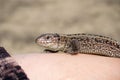 European lizard motley coloring on a manÃ¢â¬â¢s hand.